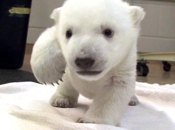 Polar Bear Polar Bear